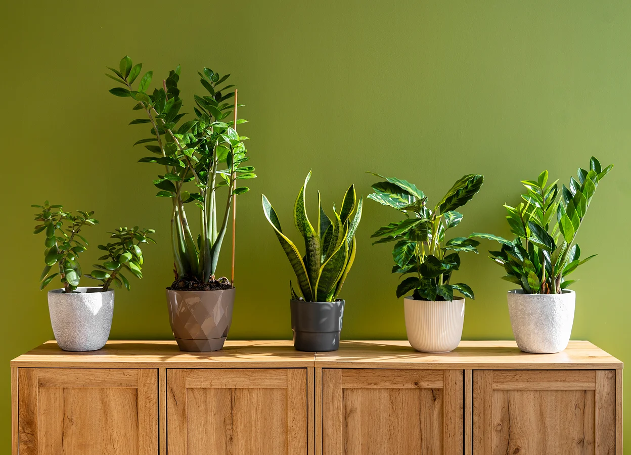 Creating Perfect Peace with Plants